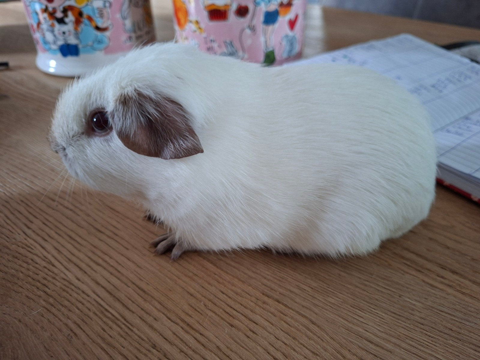 Gladhaar cavia, wit californian choco, Mannelijk, Tam, Maart, Cavia