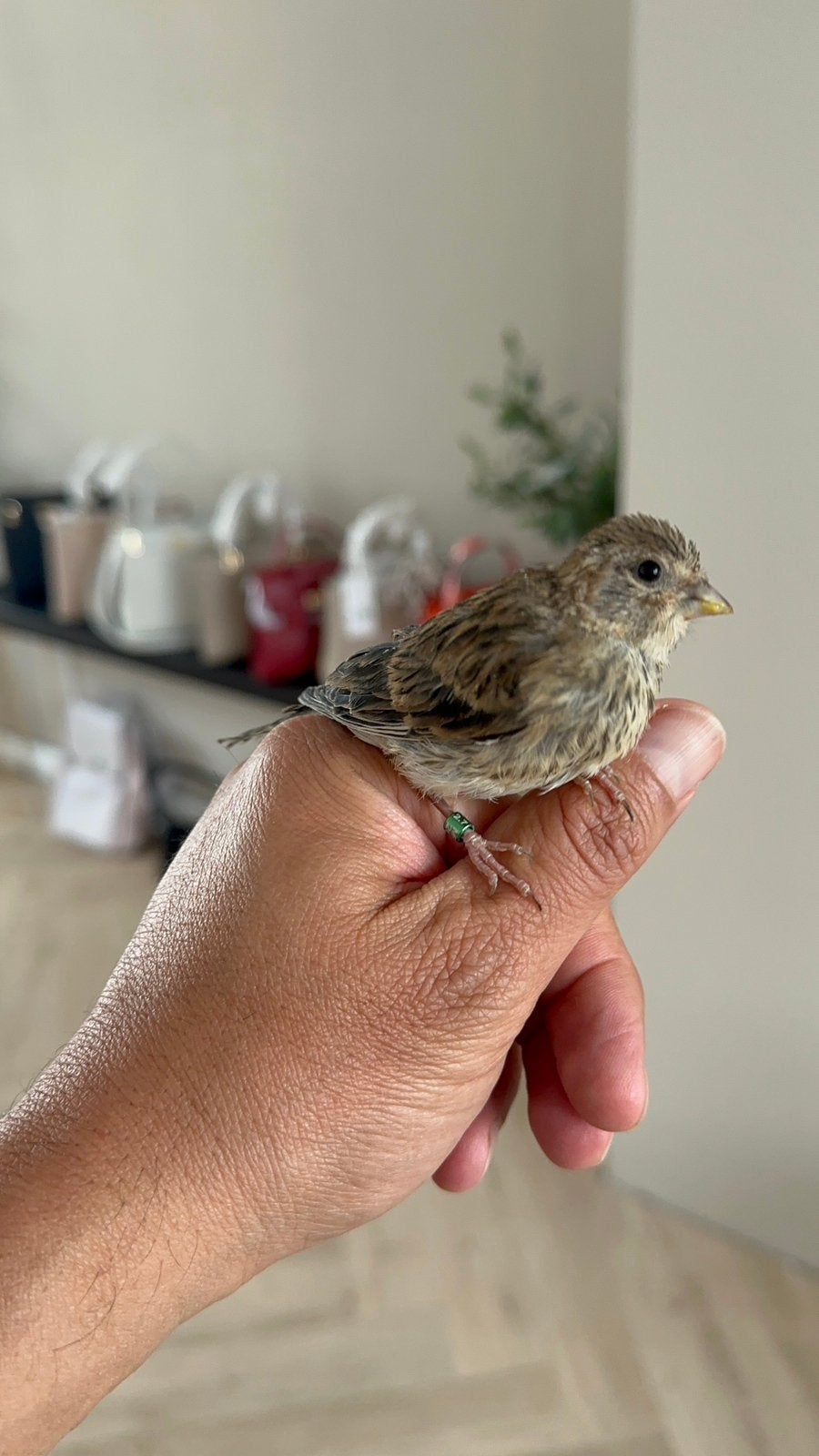 Twee jonge bastaard kneuters, Geslacht onbekend, Wildzangvogel, Geringd