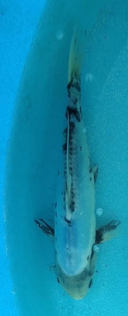 Koi 4 27cm, Karper of Koi