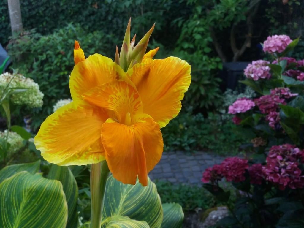Canna Pretoria wortelstokken, Ophalen of Verzenden, Voorjaar, Volle zon, Wortelstok