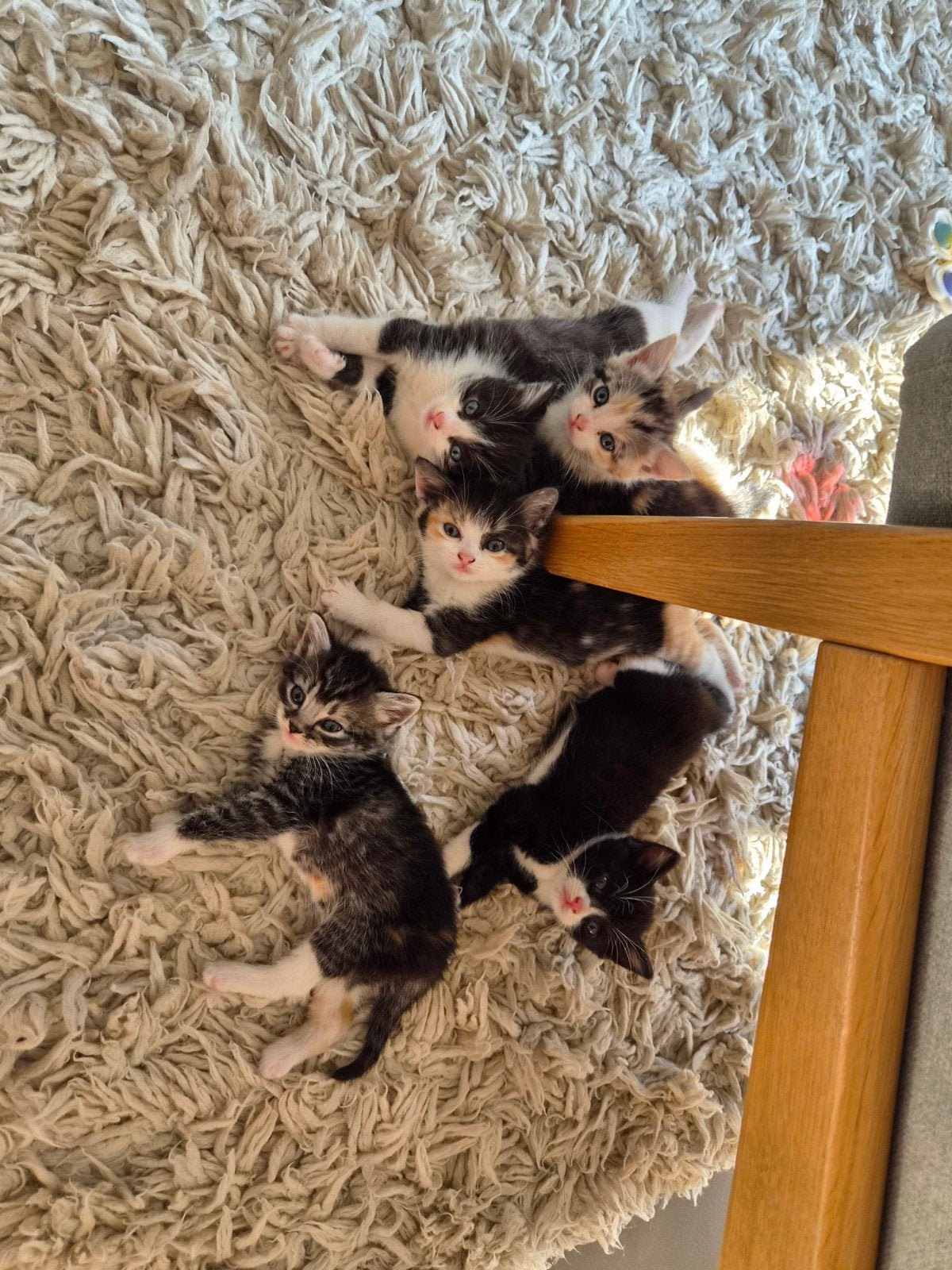 Nog 2 kittens beschikbaar, Dieren en Toebehoren, Poes
