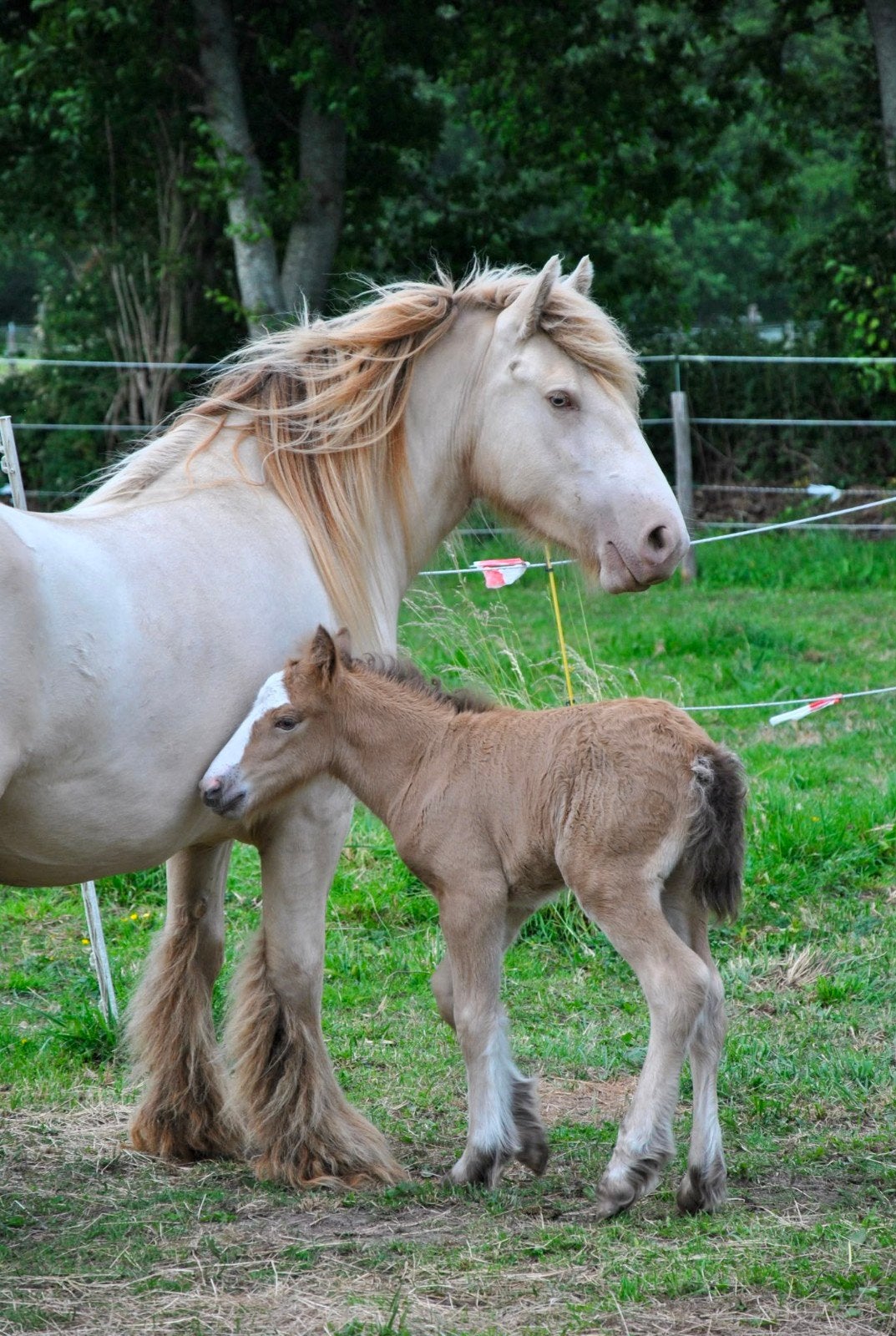 Verschillende tinkers, Dieren en Toebehoren, Pony's, Hengst, 0 tot 2 jaar