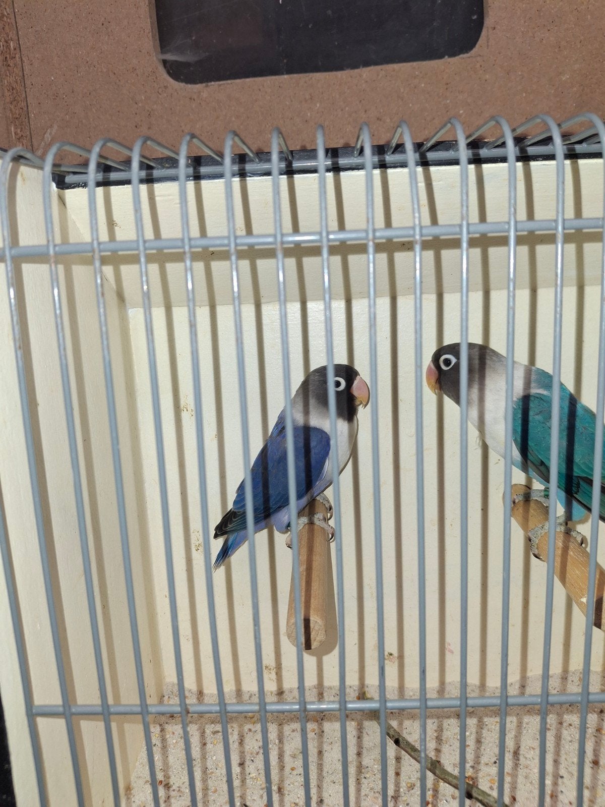 personata, Dieren en Toebehoren, Meerdere dieren, Dwergpapegaai of Agapornis