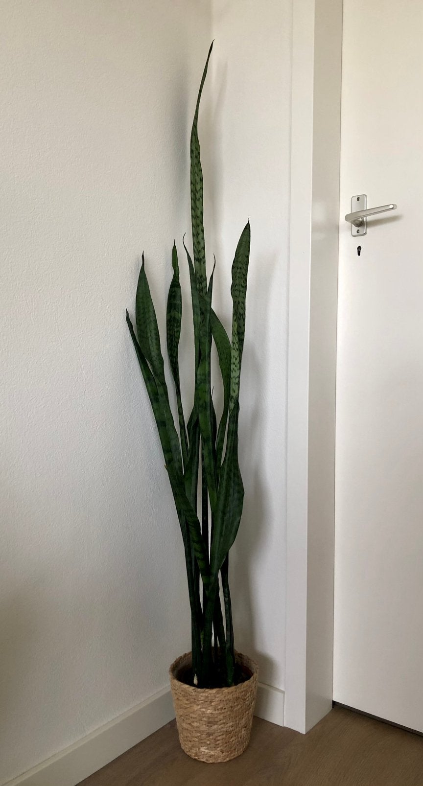 Sansevieria, Ophalen, Gebruikt