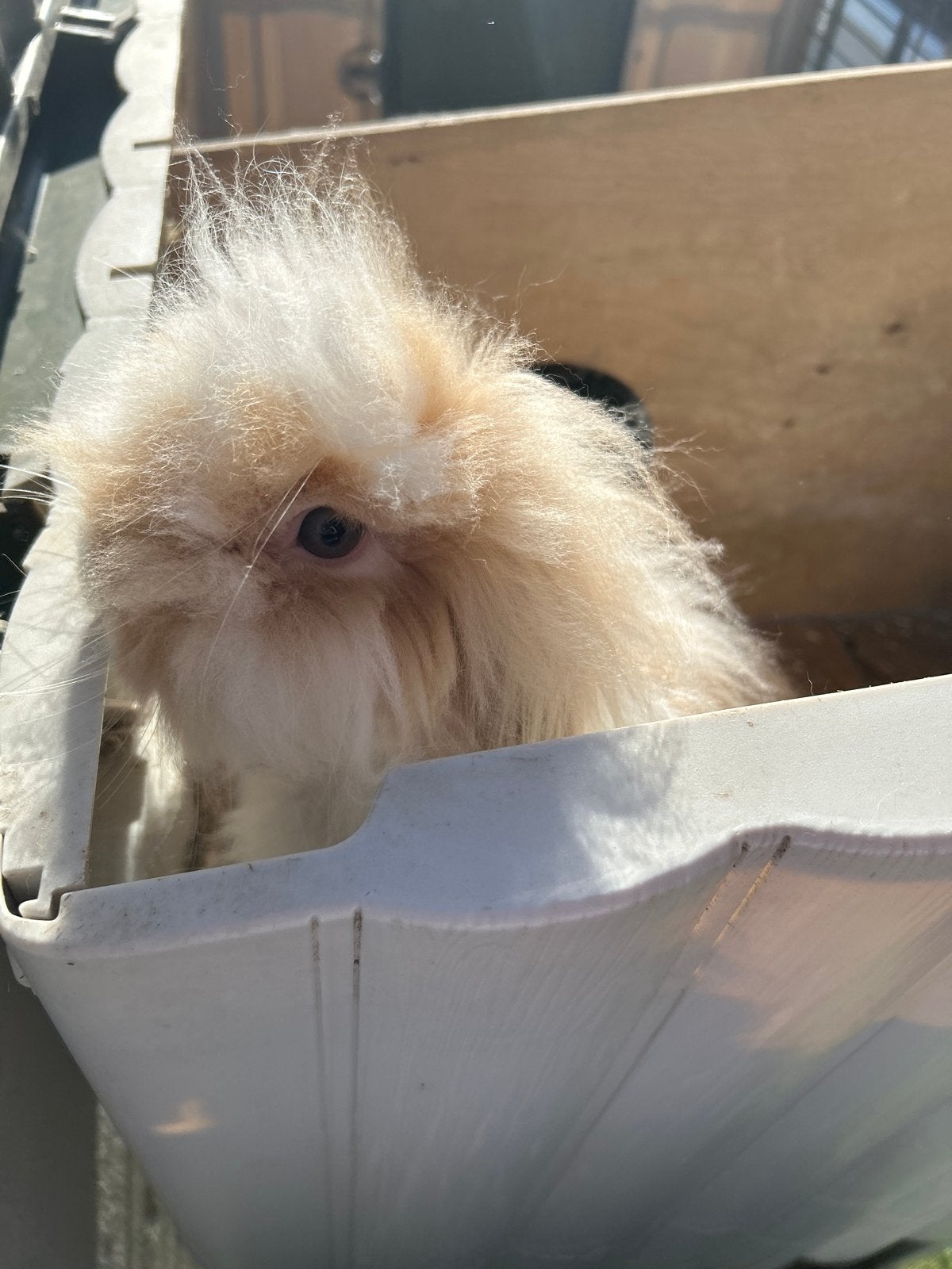 Heel lief voedster, Dieren en Toebehoren, Konijnen, Vrouwelijk, Dwerg