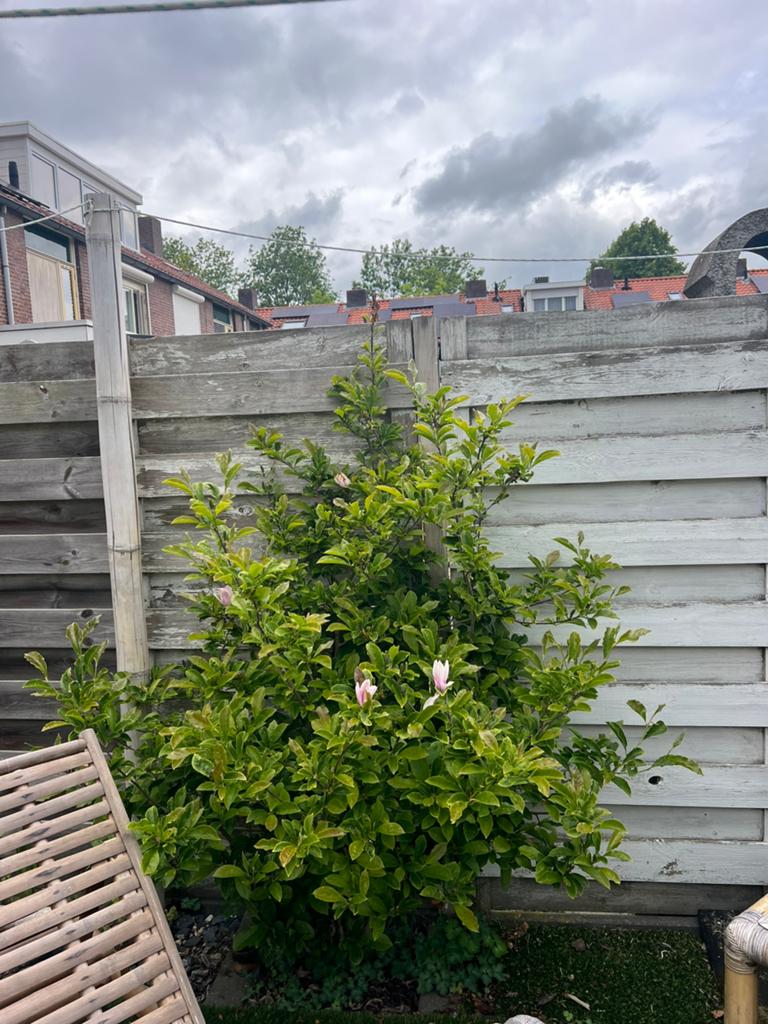 Magnolia’s te koop, Ophalen, Overige soorten, Volle zon