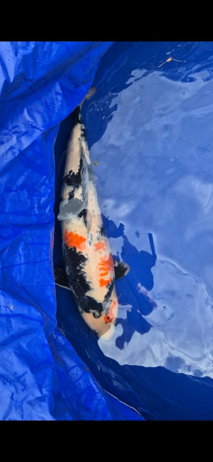 Showa, Karper of Koi