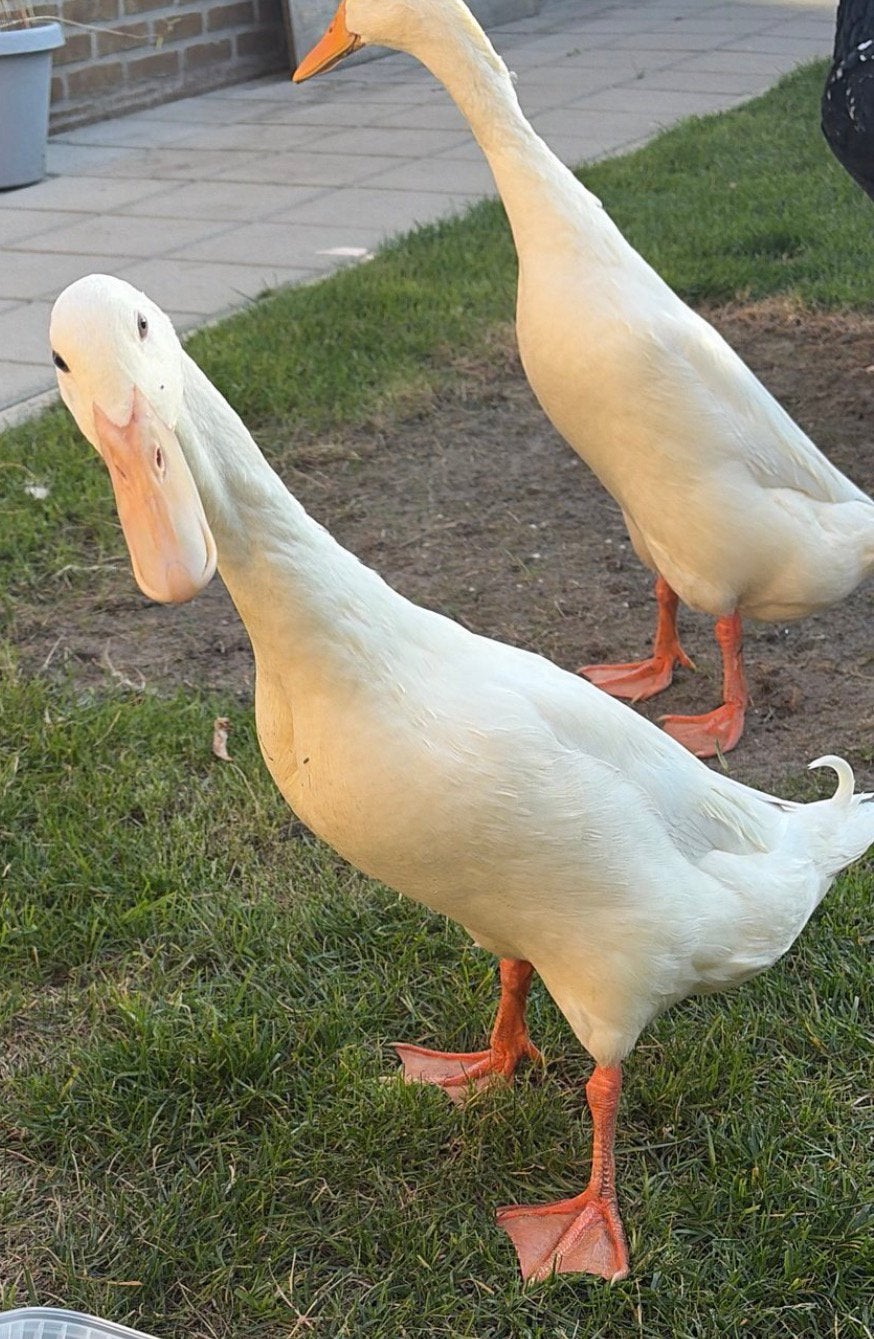 2 loopeenden, Dieren en Toebehoren, Mannelijk, Eend