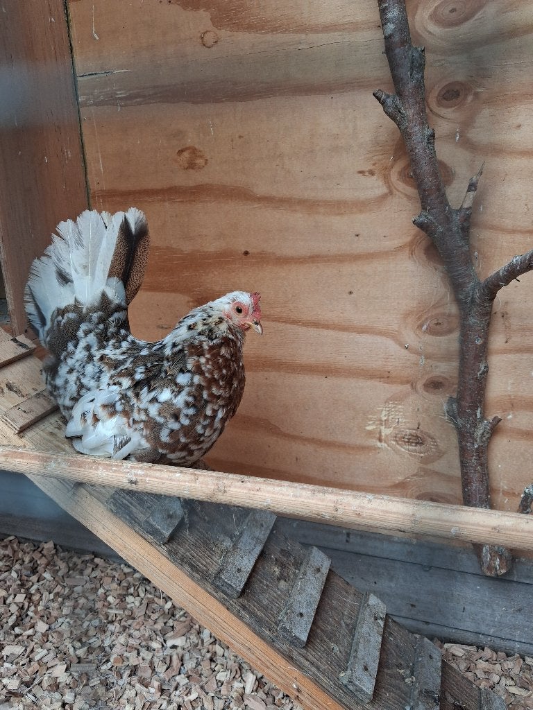 Serama hen, Dieren en Toebehoren, Vrouwelijk, Kip