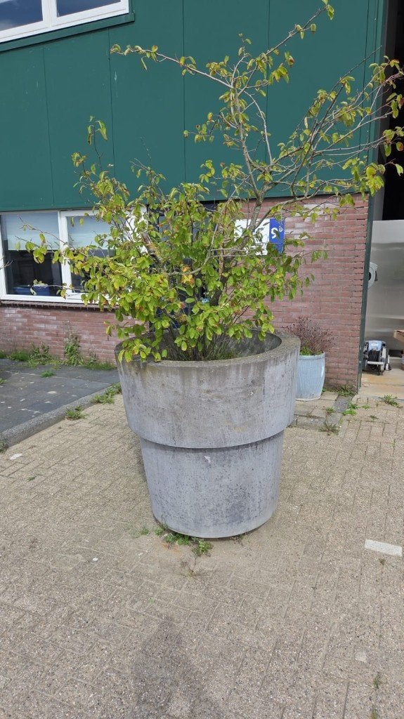 Robuuste betonnen plantenbak, Ophalen, Gebruikt, 100 cm of meer, Rond