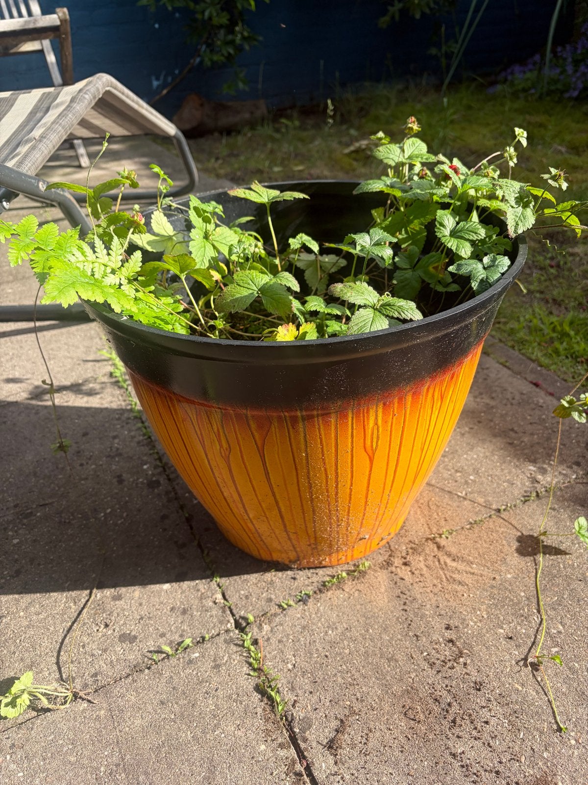 Gekleurde kunststof pot met sier aardbeienplantje en varen, Tuin en Terras, Ophalen, Kunststof, Gebruikt, Balkon