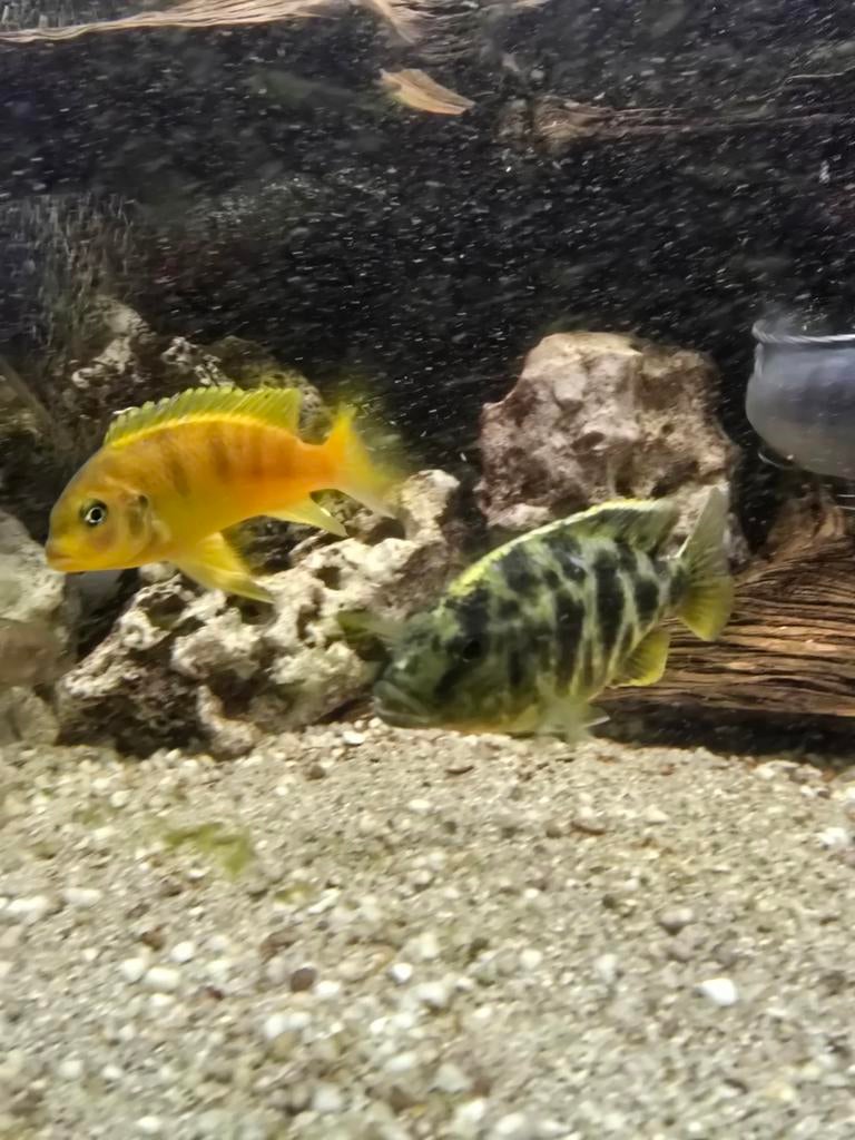 Nimbochromis venustus koppel (luipaard cichlide), Dieren en Toebehoren, Vissen | Aquariumvissen, Vis