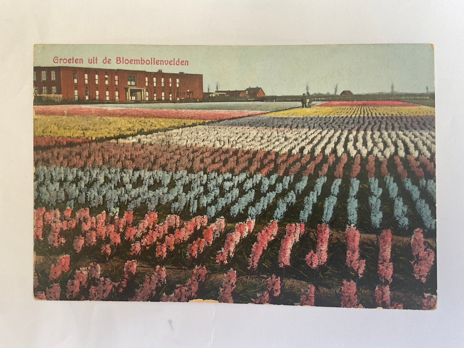 Lisse? Bloembollenvelden, Ophalen of Verzenden
