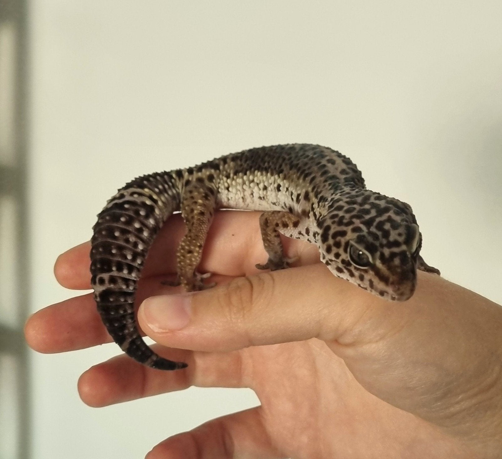 0.1 pure blacknight zuurmond lijn. luipaardgekko Leopard Gecko photo 3