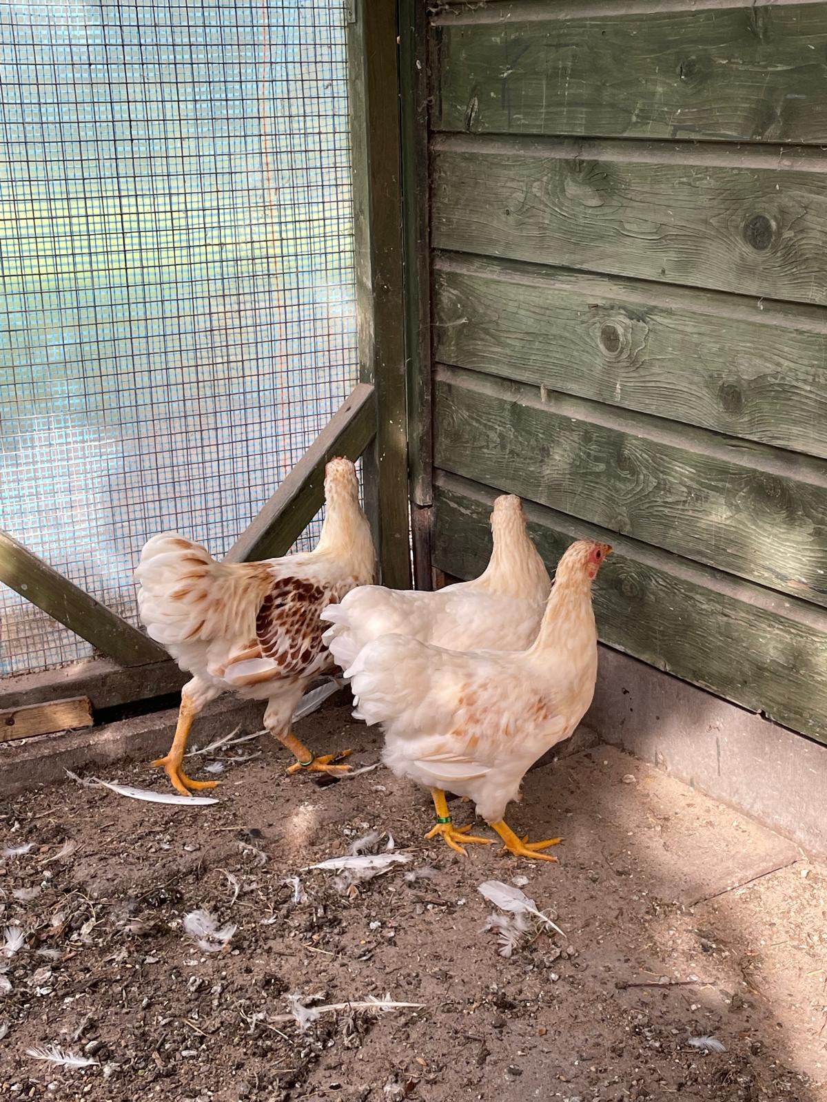 Trio Wyandotte kriel geel/wit, Dieren en Toebehoren, Meerdere dieren, Kip