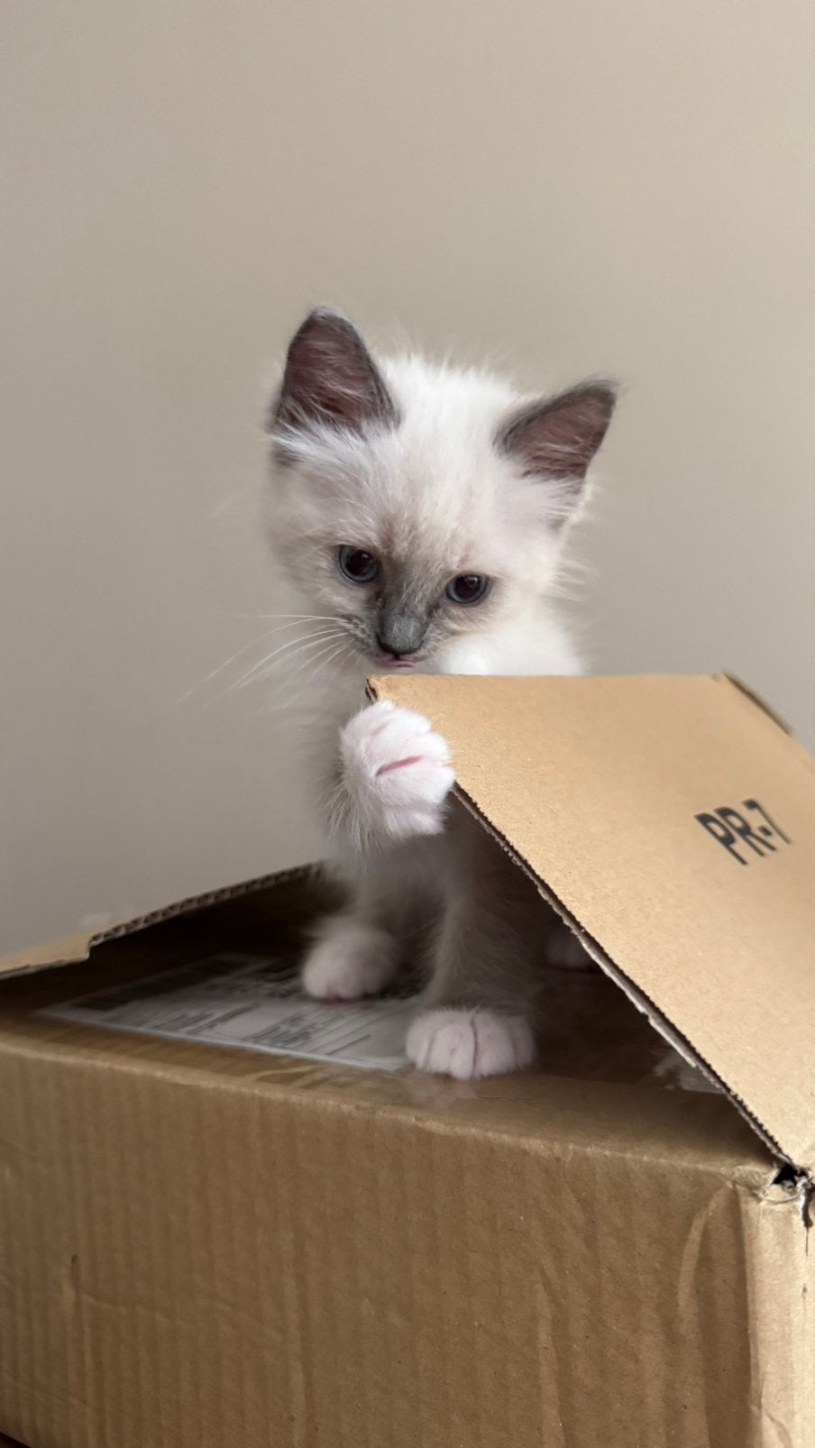Nog enkele Raszuivere Ragdoll kittens beschikbaar😍, Meerdere dieren, Ontwormd, 0 tot 2 jaar