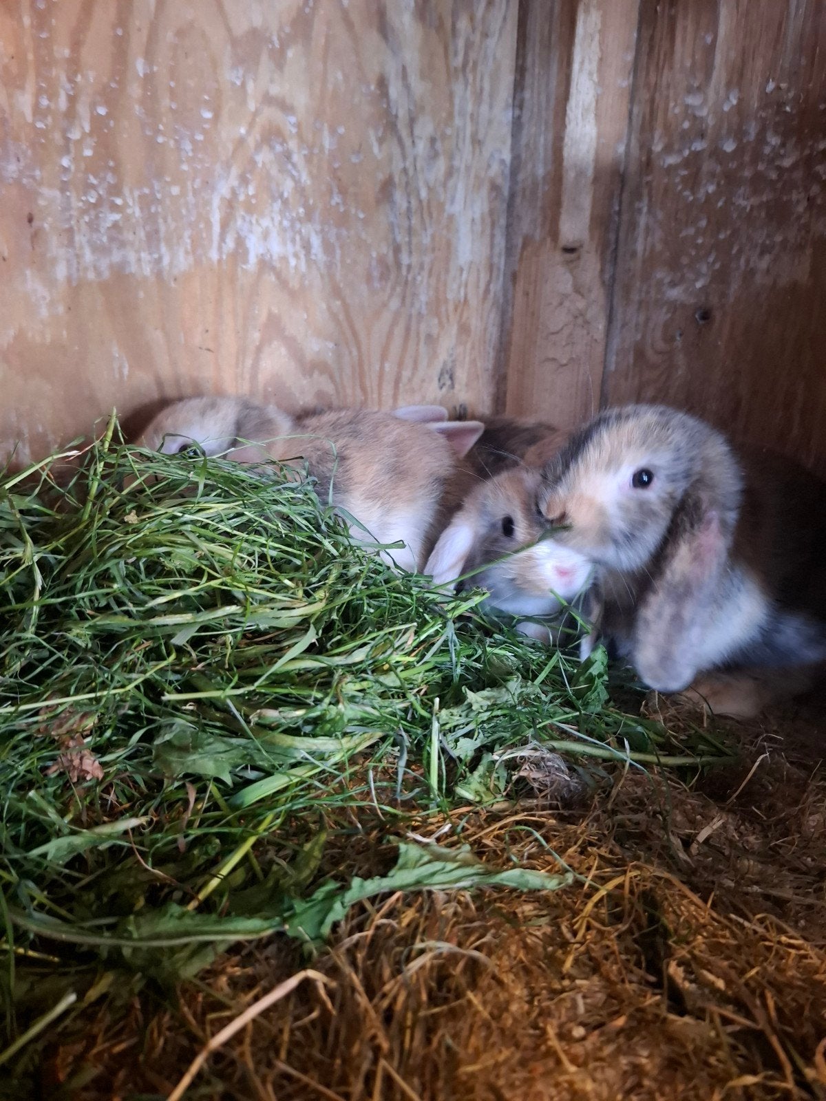 Jonge Hollandse hangoren, diverse kleuren, Meerdere dieren, Groot