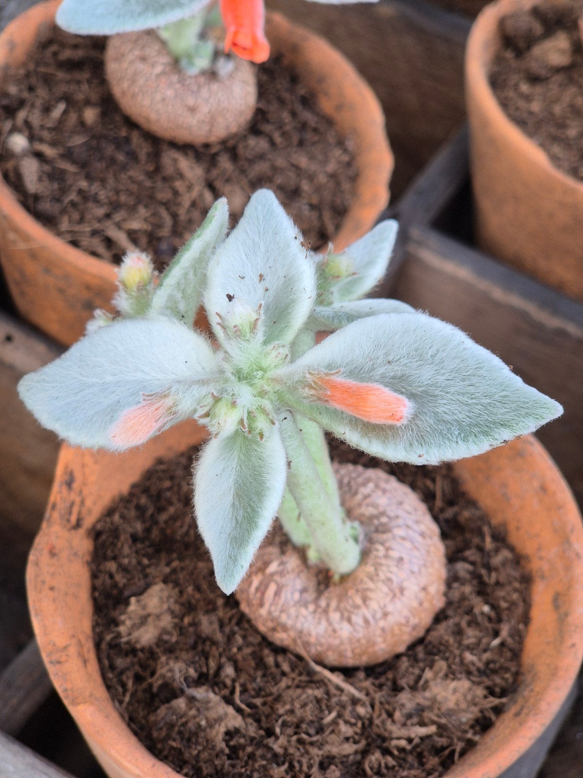 Caudex Rechsteineria Leucotricha p7, meerdere vergelijkbare