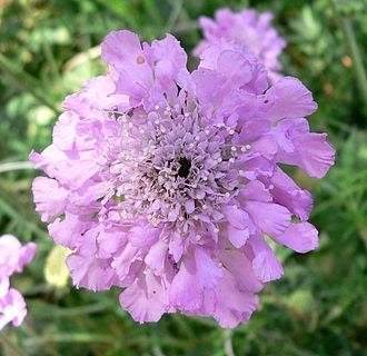 Zaden Scabiosa columbaria lila, Verzenden, Volle zon