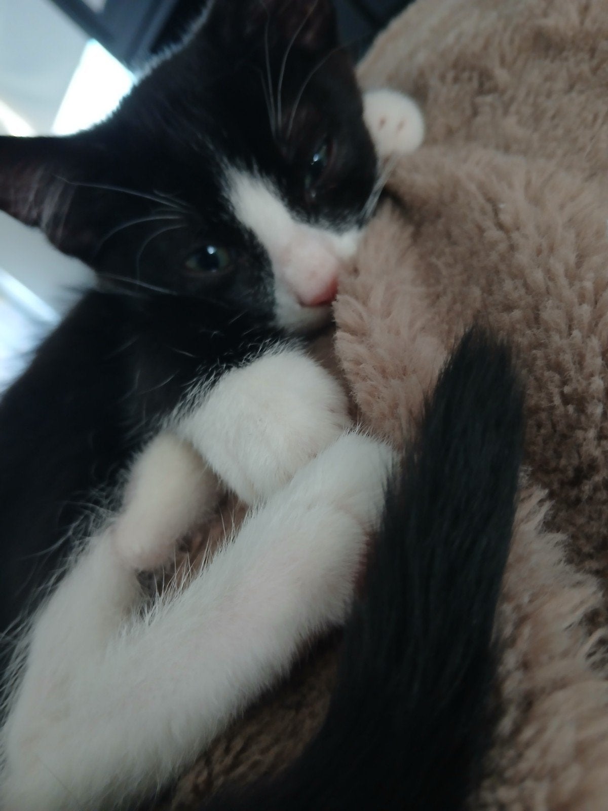 fijn huisje gezocht voor 2 lieve kittens 1 is GERESERVEERD(1, Kater