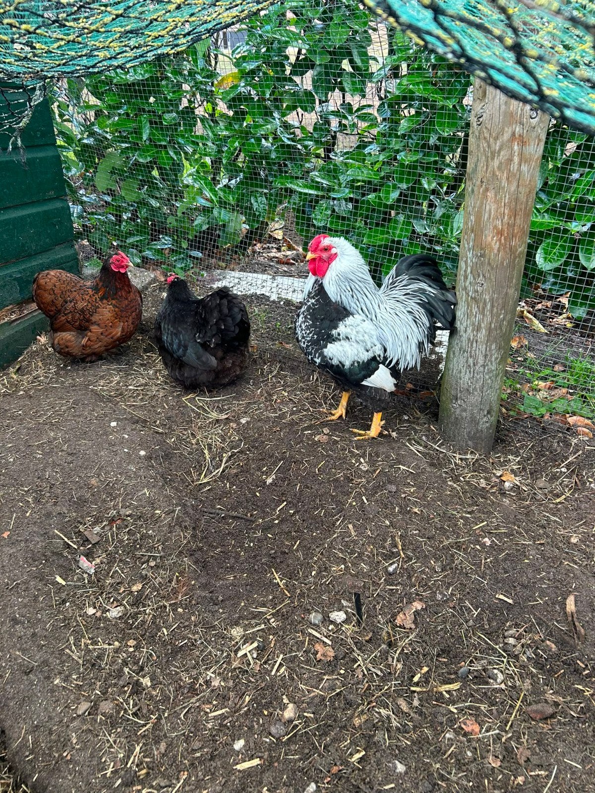 2 Wyandotte Krielkipjes + haantje, Meerdere dieren, Kip