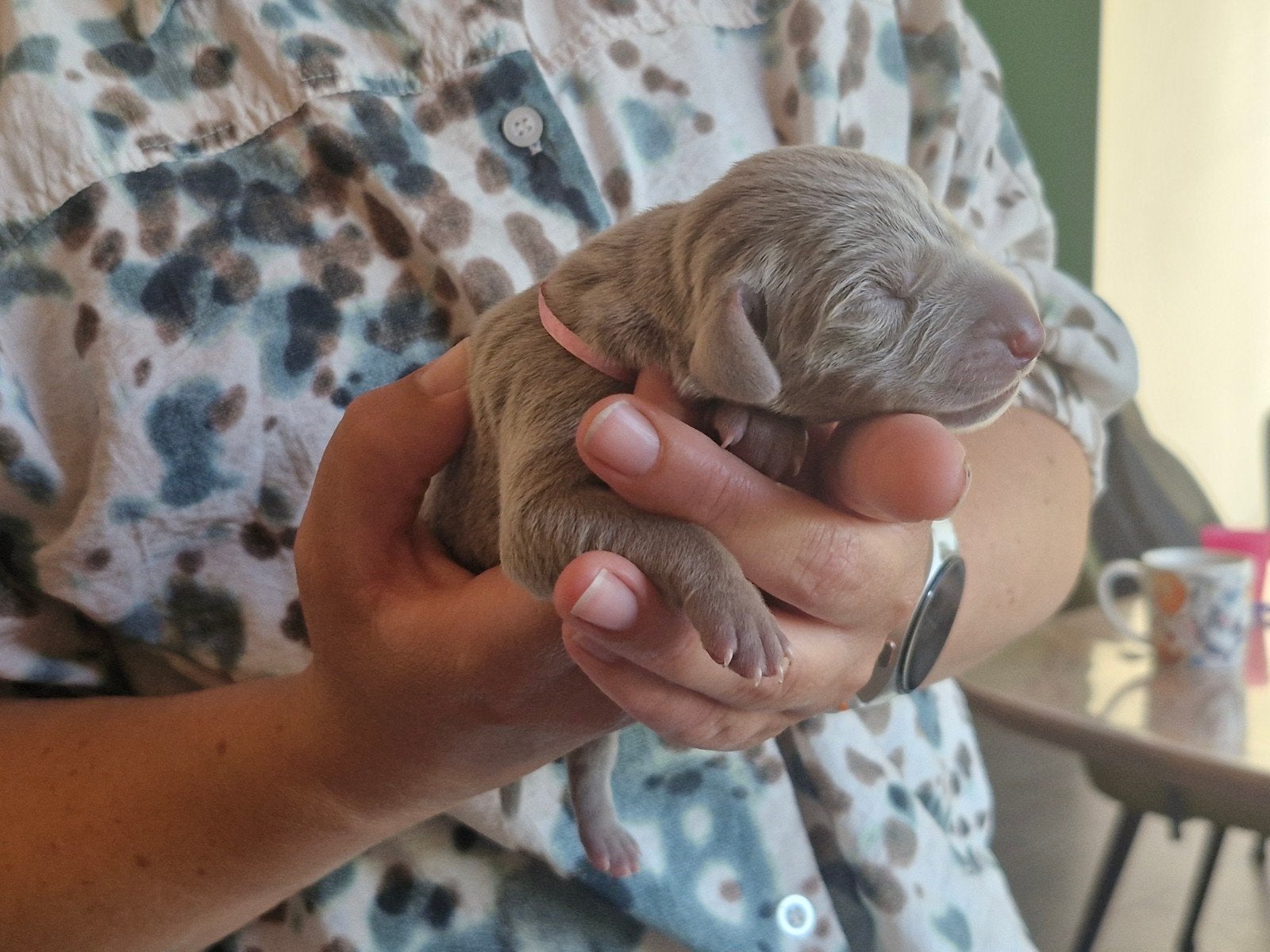 Prachtige Weimaraner pups, Dieren en Toebehoren, Parvo, Overige rassen, 8 tot 15 weken, Meerdere