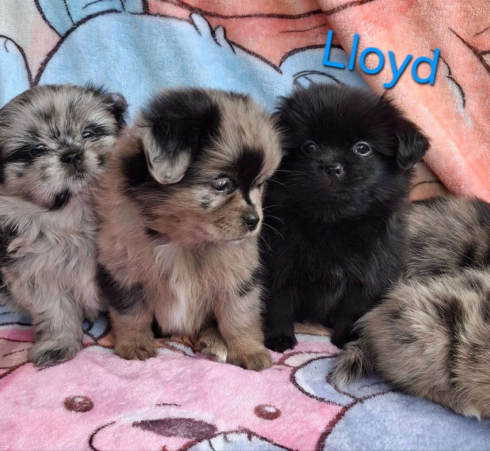 prachtige unieke Shiranian (F1) pups (Shih Tzu x Pomeriaan), Dieren en Toebehoren, Honden | Chihuahua's en Gezelschapshonden, Overige rassen