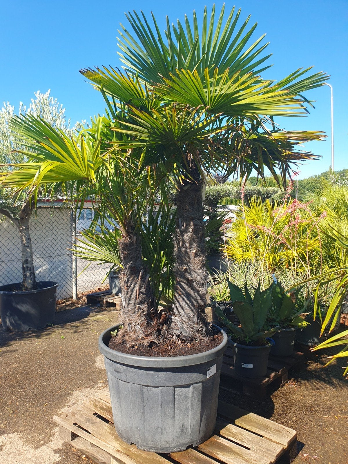 grote multistam palmboom, 250 tot 400 cm, Zomer, Palmboom, Ophalen