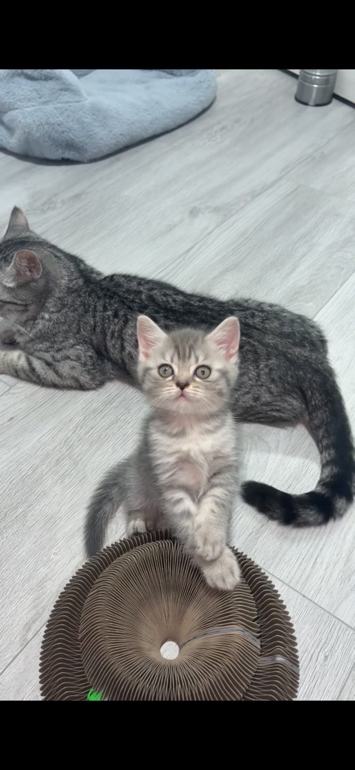 Britse korthaar kittens, Dieren en Toebehoren