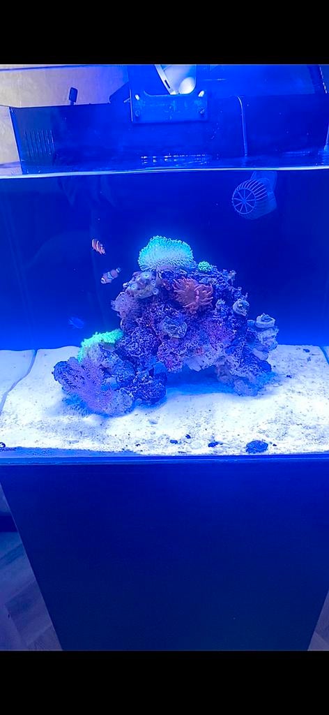 Bluemarine 90l, Ophalen of Verzenden, Zo goed als nieuw, Gevuld zeewateraquarium