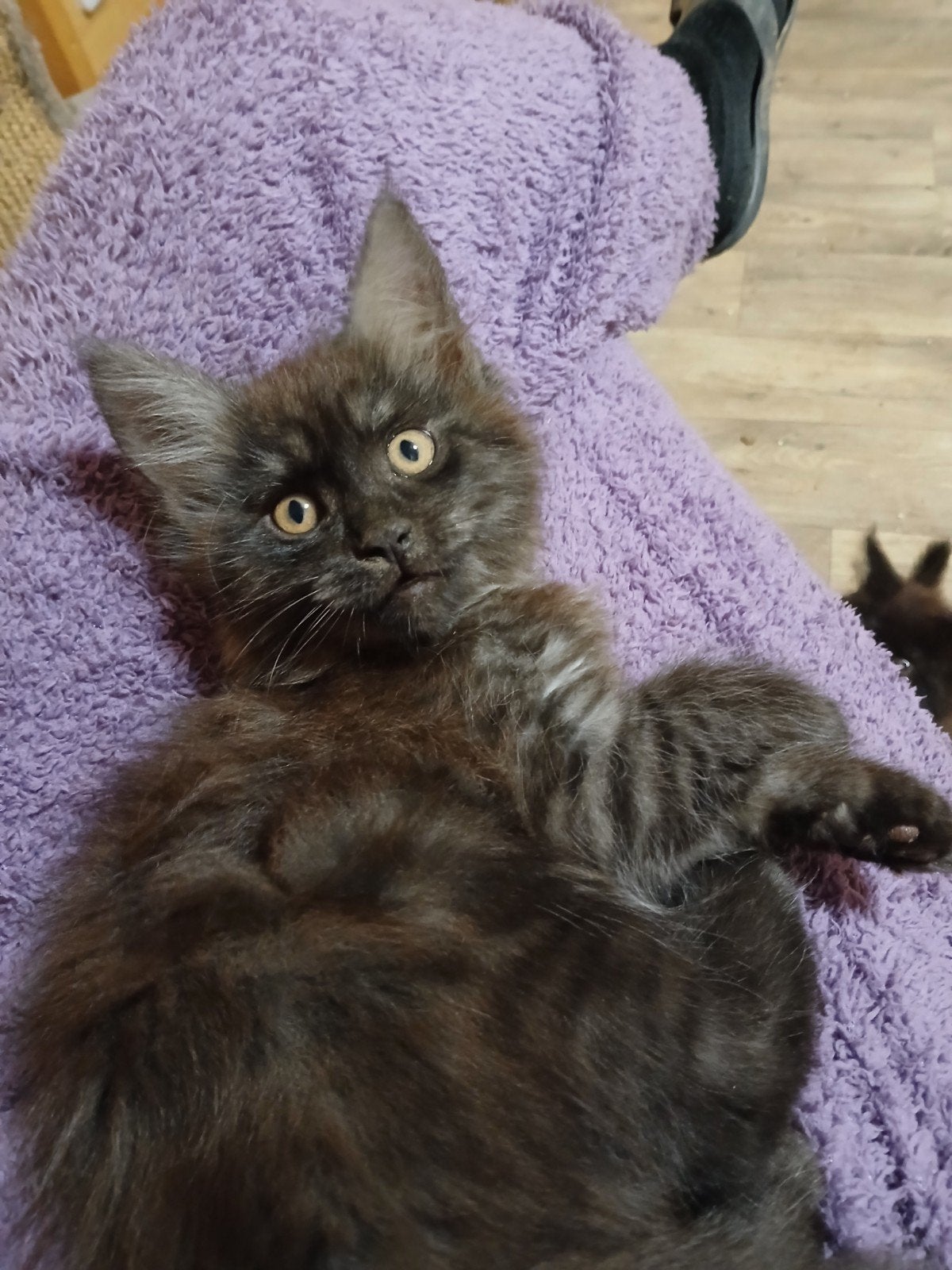 Maine coon kittens black+smoke, EUpasp+chip+rabies vacc, Dieren en Toebehoren, Meerdere dieren, Gechipt, 0 tot 2 jaar