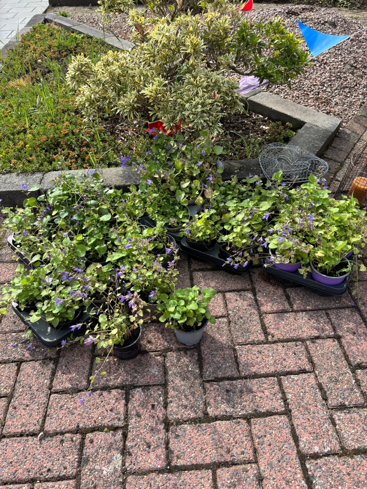 Campanula, Tuin en Terras, Ophalen of Verzenden, Eenjarig, Overige soorten, Volle zon