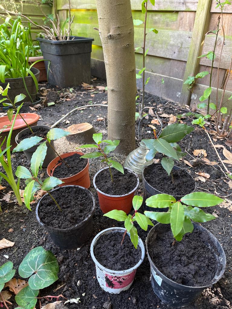 Laurier, Tuin en Terras, Planten | Struiken en Hagen, Ophalen, Laurier, Struik, 250 cm of meer