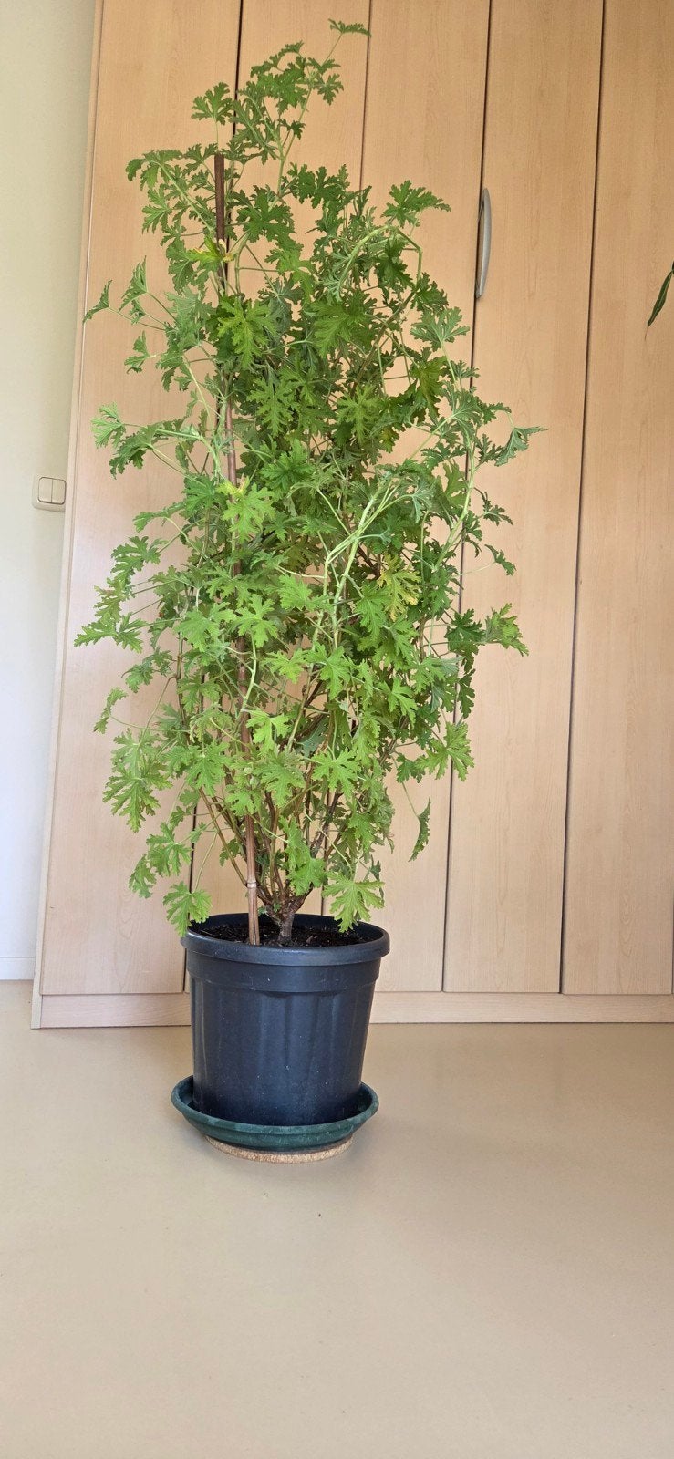 Citroengeranium, Huis en Inrichting, Kamerplanten, Ophalen, Overige soorten, Halfschaduw, 100 tot 150 cm