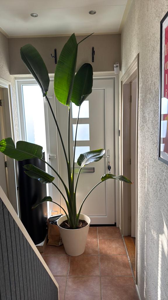 Grote Strelitzia Nicolai - Paradijsvogelplant, Ophalen, 200 cm of meer, Overige soorten, Halfschaduw