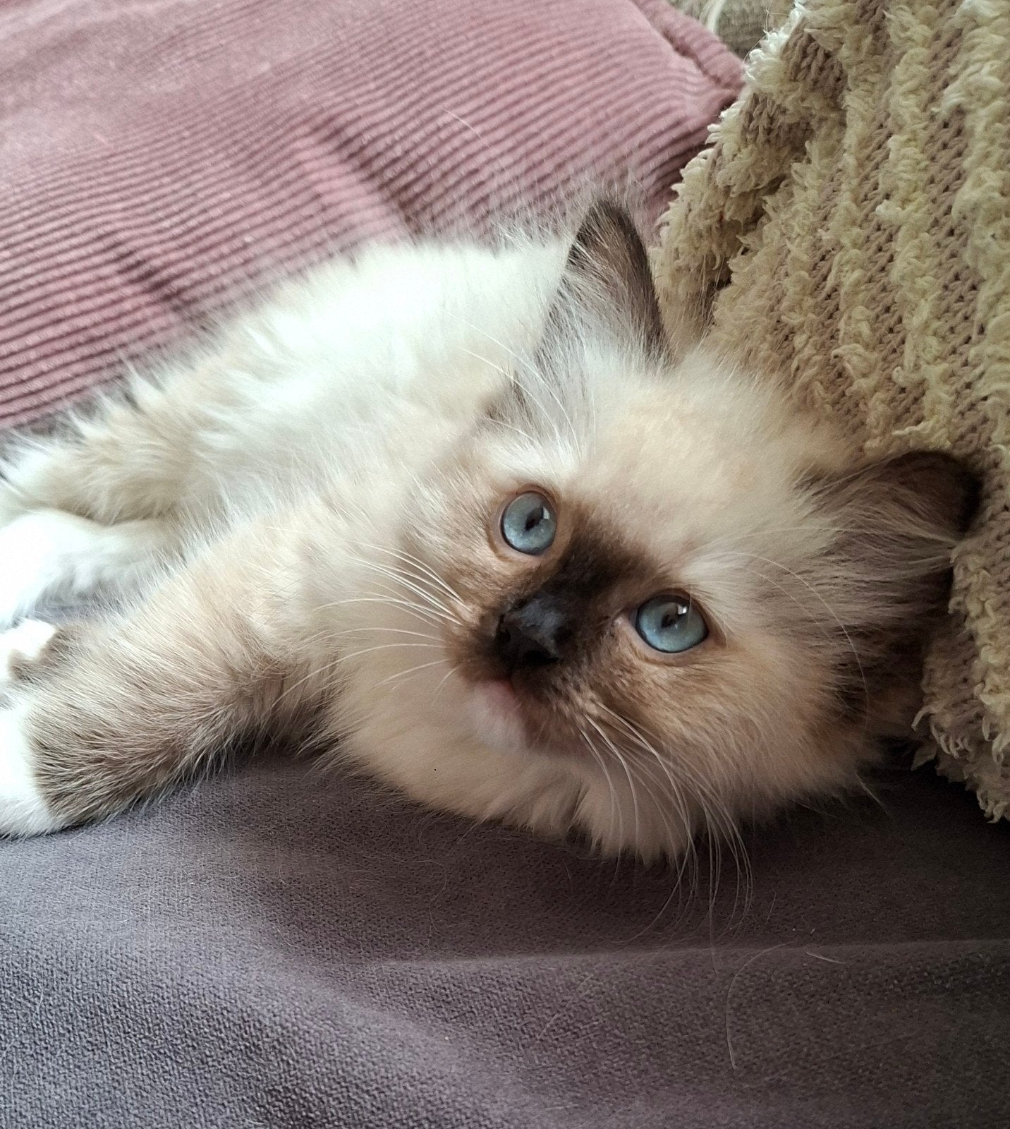 Prachtige ragdoll kittens. Mogen verhuizen., Meerdere dieren, Ontwormd, 0 tot 2 jaar