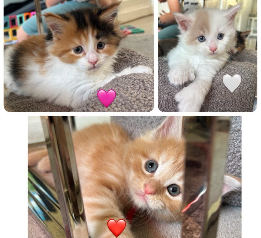 Maine Coon kittens katers en poes polydactyl blauwe ogen, Meerdere dieren, Gechipt, 0 tot 2 jaar