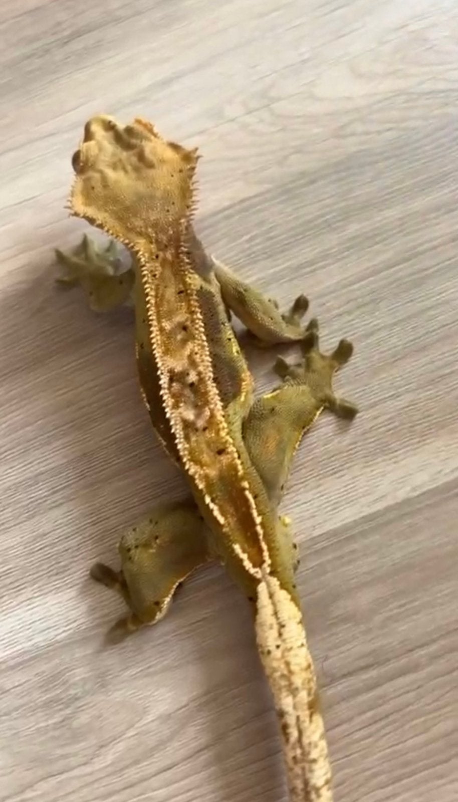 Wimpergekko Yoshi️ Harlequin partial pinstripe, Dieren en Toebehoren, Reptielen en Amfibieën, Hagedis, 0 tot 2 jaar