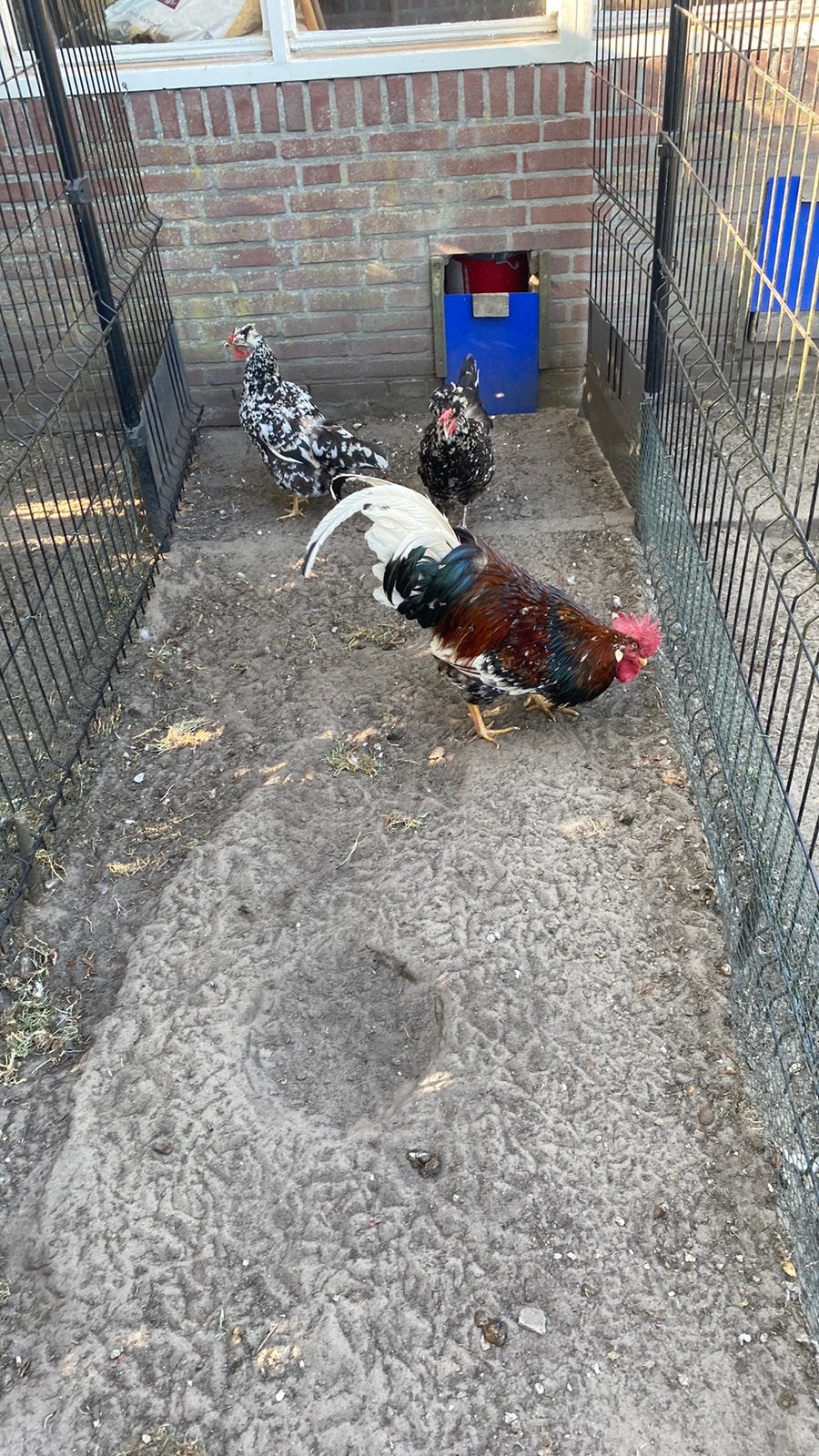 Te koop broedeieren Zweedse bloemenkip, Dieren en Toebehoren, Geslacht onbekend, Kip