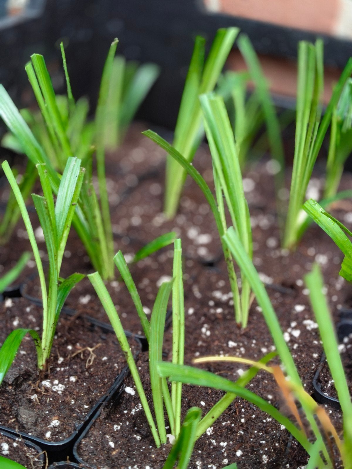 Liriopen P9, Vaste plant, Halfschaduw, Lente, Ophalen