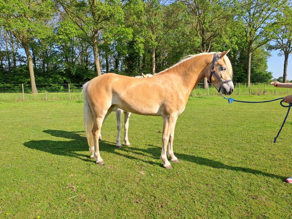 Haflinger merrie, Meerdere dieren, Niet van toepassing, Minder dan 160 cm, 0 tot 2 jaar