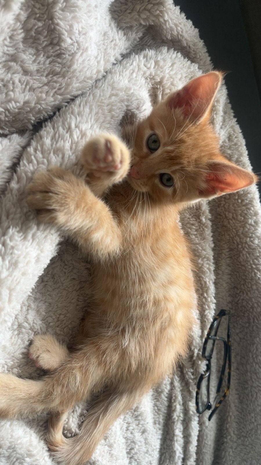 Kittens, Meerdere dieren, Ontwormd, 0 tot 2 jaar