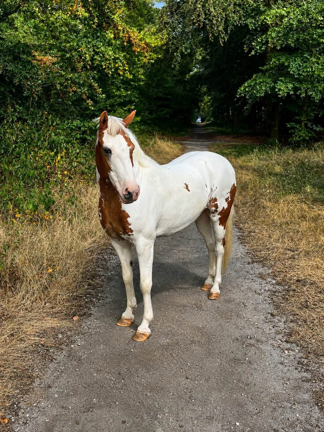 Leuke grote C pony te koop, Dieren en Toebehoren, Merrie, B pony (1.17m tot 1.27m)