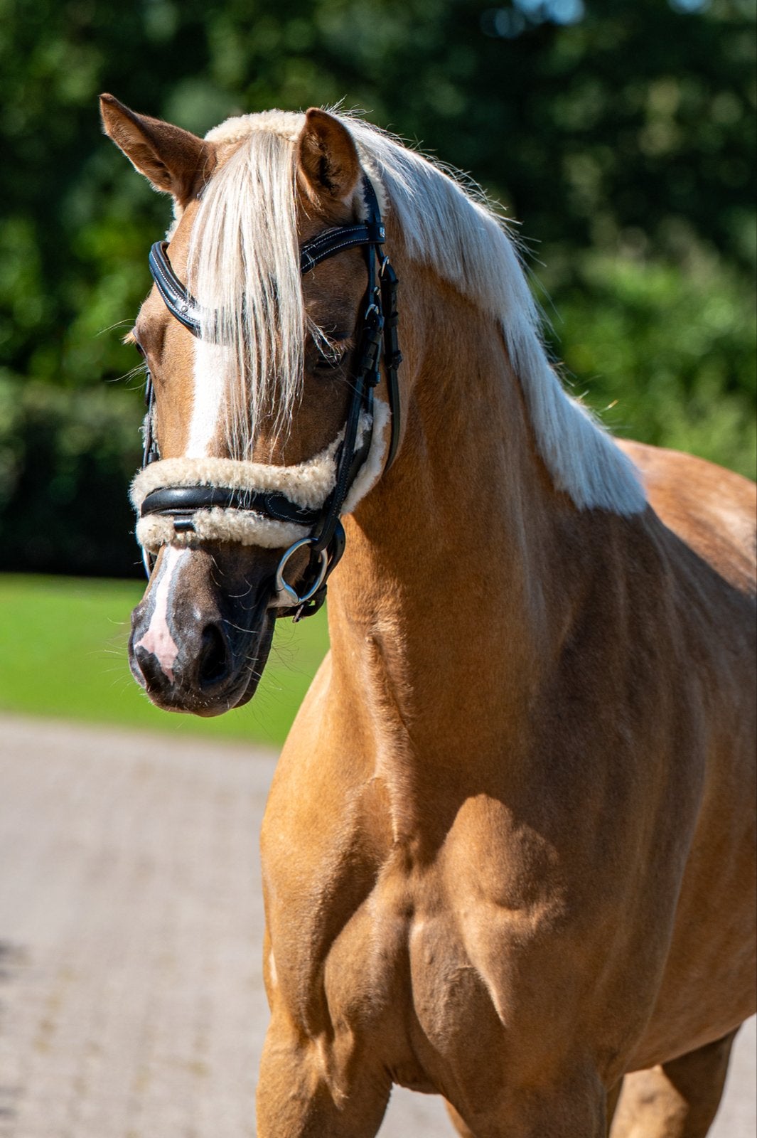 Duitse rijpony, Dieren en Toebehoren, Merrie, L, D pony (1.37m tot 1.48m), 3 tot 6 jaar