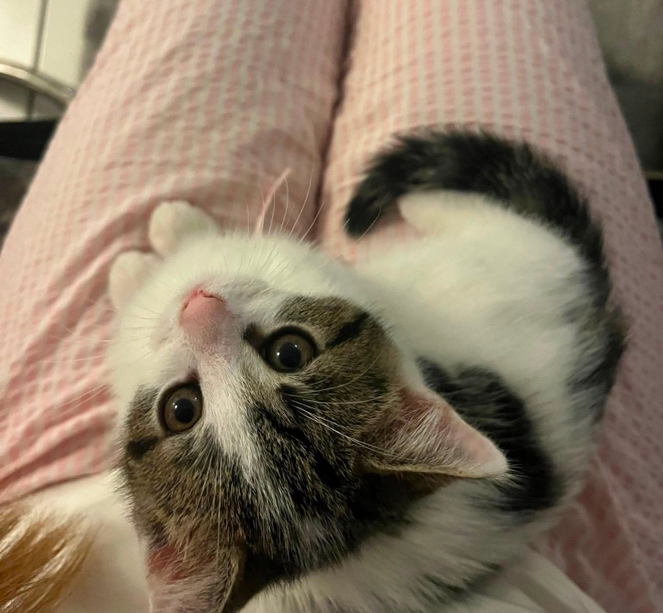 Speelse kittens (+2 krabpalen erbij), Poes, Langharig, 0 tot 2 jaar