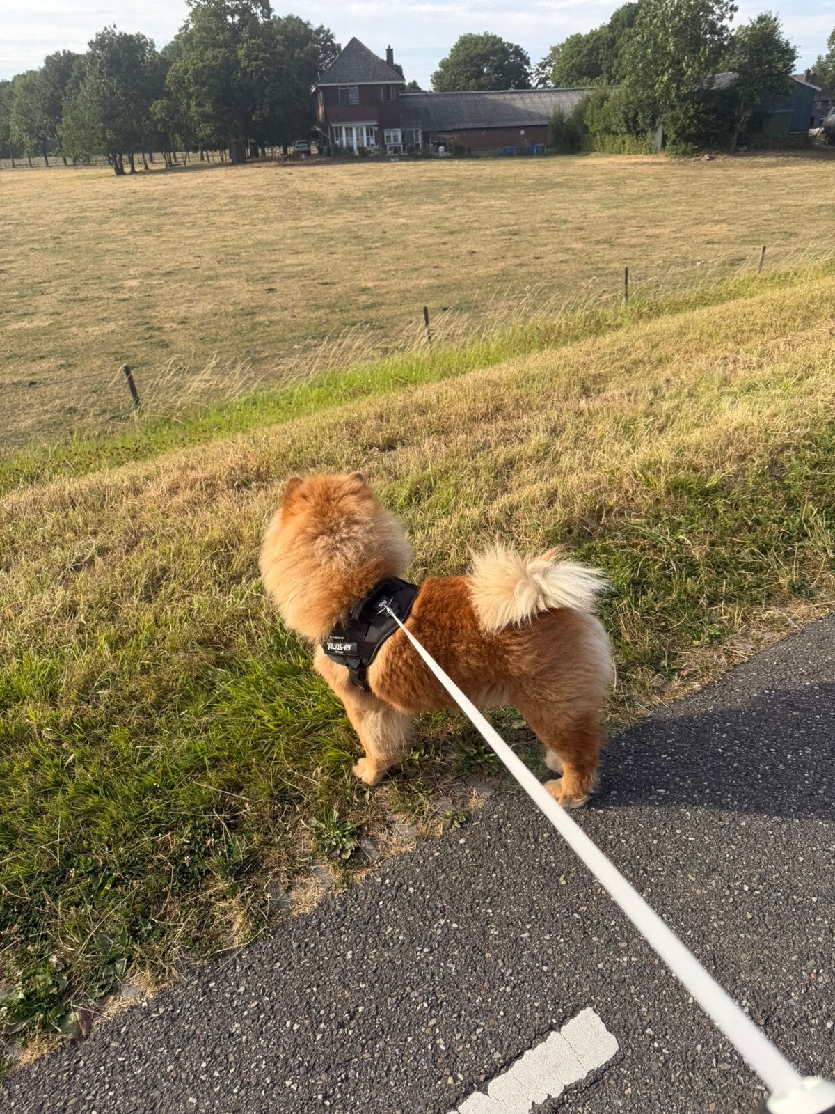 Ter dekking aangeboden lieve raszuivere chow chow reu., Dieren en Toebehoren, Parvo, Reu, Eén hond, 3 tot 5 jaar