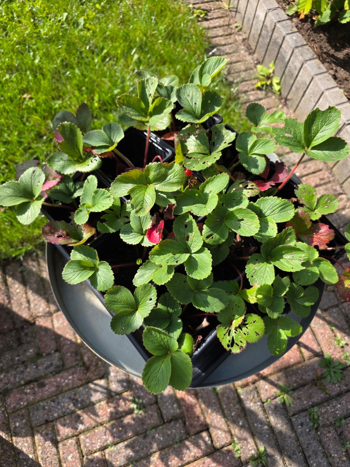 Aardbeien en framboosaardbei stekjes, Ophalen of Verzenden, Vaste plant, Fruitplanten