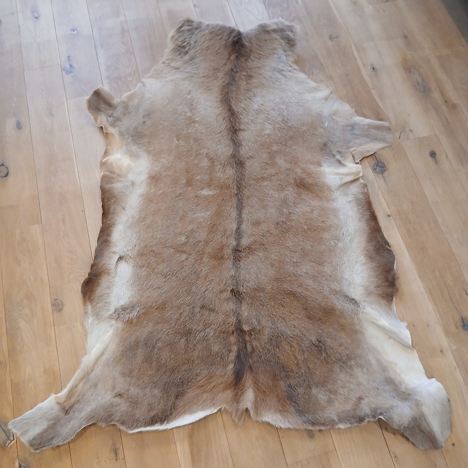 Prachtig geitenvel - Natuurlijke decoratie, 100 tot 150 cm, Zo goed als nieuw, Natuurlijk, Rustiek, 50 tot 100 cm