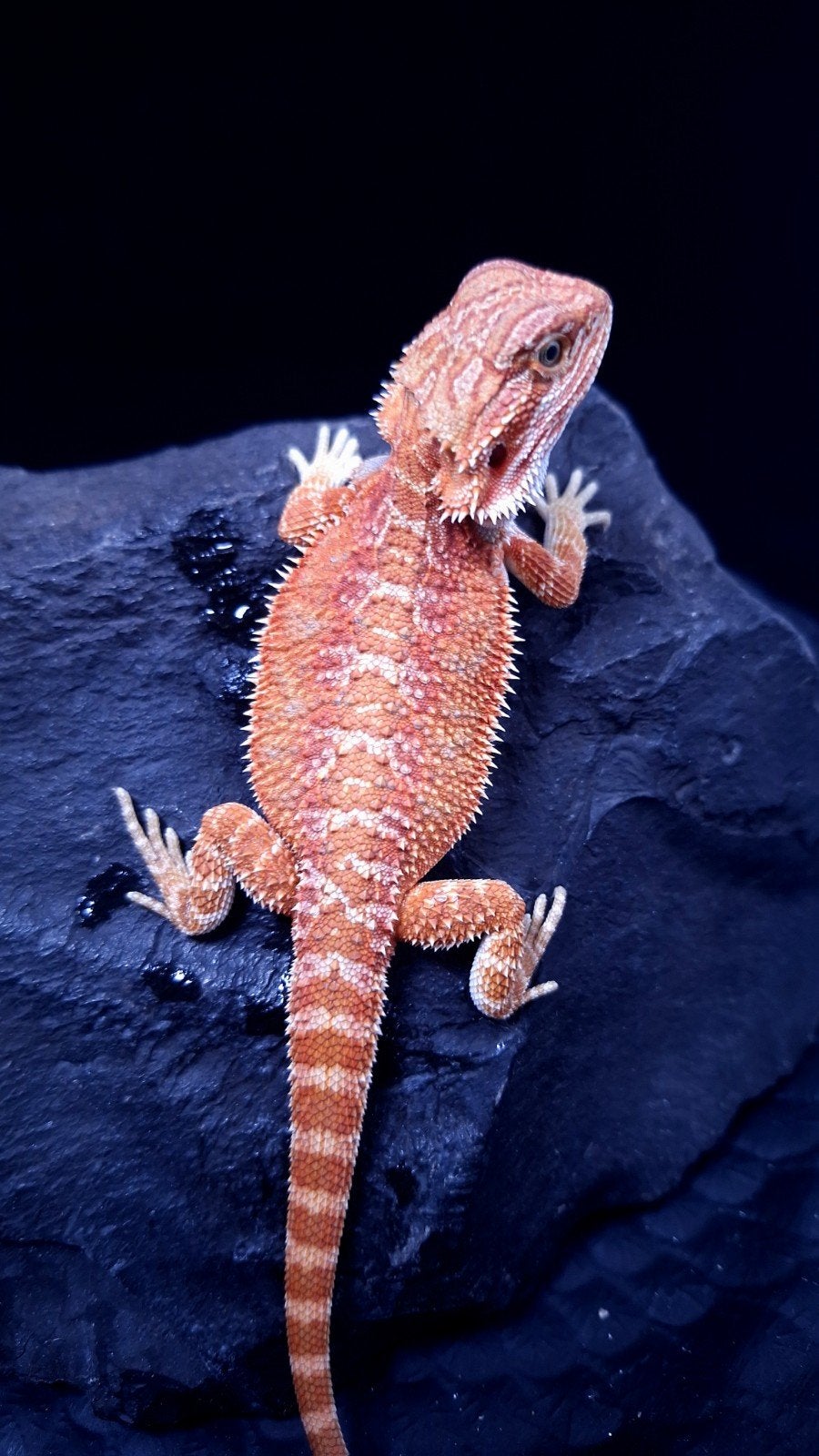 50% Red Monster Hypo het. Translucent
mannetje, Hagedis, 0 tot 2 jaar