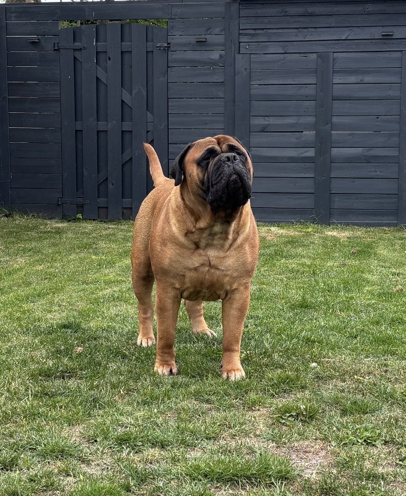 Bullmastiff puppyplanning, 8 tot 15 weken, Geslacht onbekend, Parvo, Bulldog